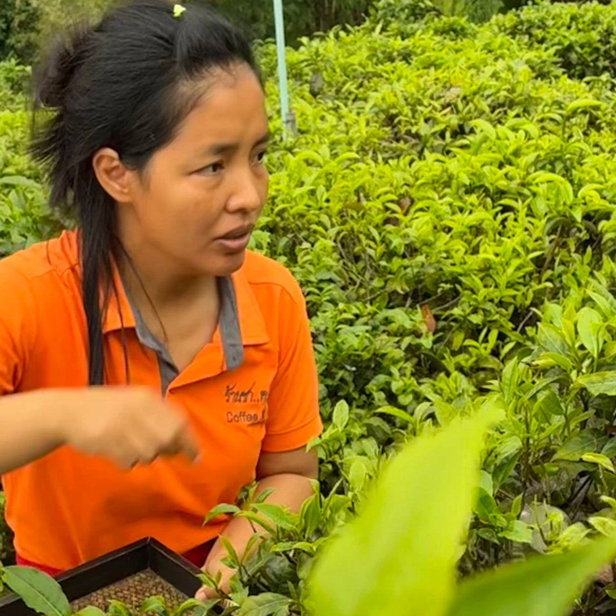 Natcha vom Kon Doi Tea Shop zwischen Teesträuchern auf ihrer Teefarm